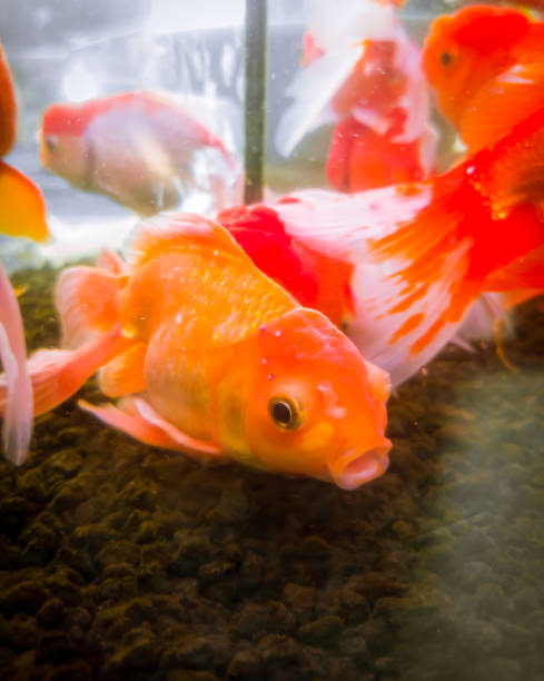istock goldfish swimming in the aquarium 1358862258
