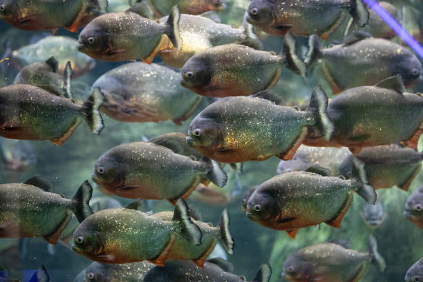 Piranhas in aquarium