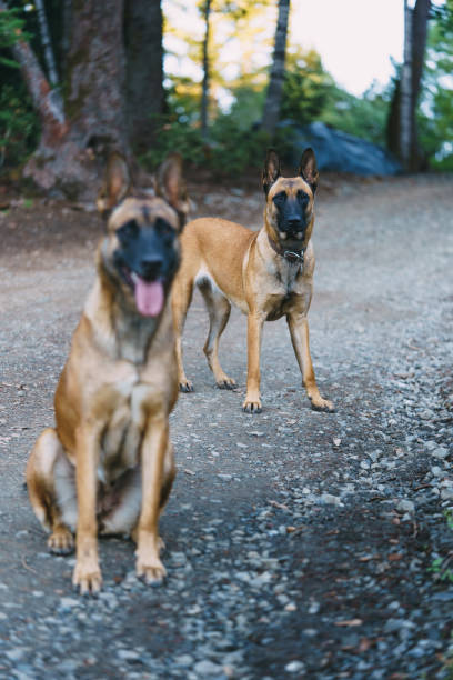 istock two belgian Malinois playing in the forest 1358862834