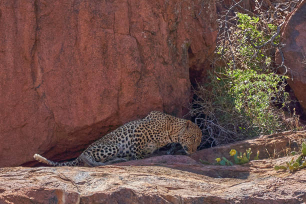 дикий леопард на больших валунах летом в прекрасном национальном парке пиланесберг, южная африка - pilanesberg national park фотографии стоковые фото и изображения