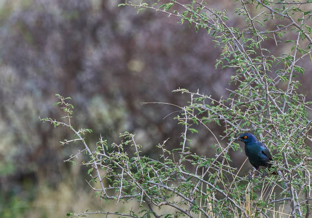 wilder blauohr-starvogel im sommer im wunderschönen pilanesberg-nationalpark, südafrika - greater blue eared glossy starling stock-fotos und bilder