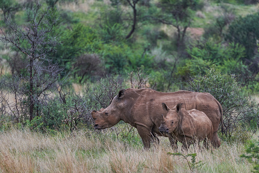 Dramatic Rhinoceros in Pilanesberg National Park, South Africa during the summer, wet, season which provides an abundance of rich green grass for the herbivores and subsequently for the predators.