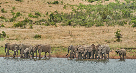 Wild elephant herd in Pilanesberg National Park, South Africa during the summer, wet, season which provides an abundance of rich green grass for the herbivores and subsequently for the predators.
