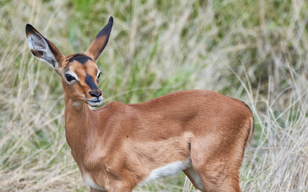 veau impala sauvage pendant l’été dans le magnifique parc national de pilanesberg, afrique du sud - impala photos et images de collection
