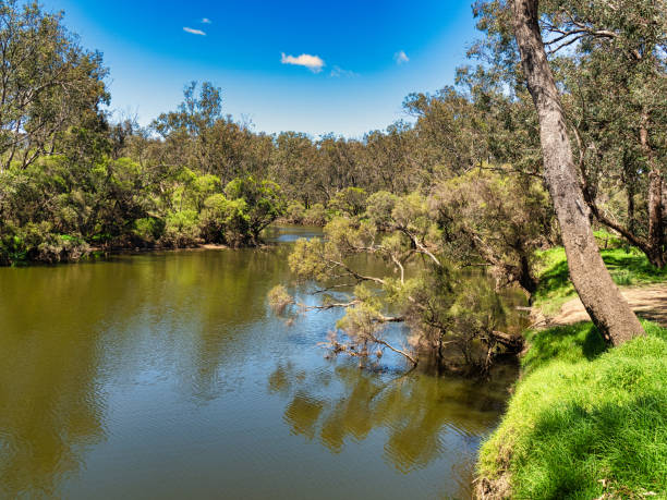 istock Grass tree and other trees line the Murray River in Pinjarra 1358865097