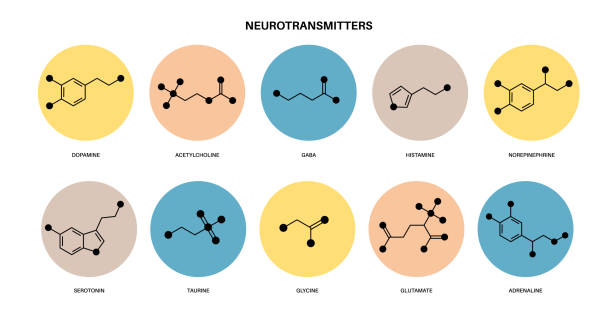 ilustrações, clipart, desenhos animados e ícones de fórmulas químicas dos neurotransmissores - amino acid molecule chemical histamine