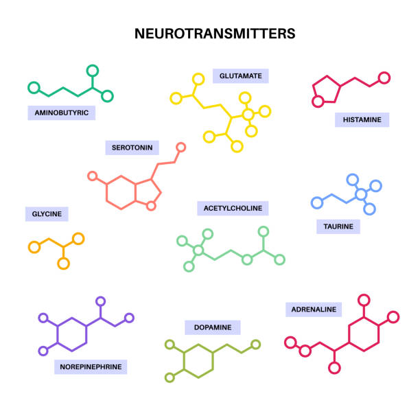 ilustrações, clipart, desenhos animados e ícones de fórmulas químicas dos neurotransmissores - amino acid molecule chemical histamine