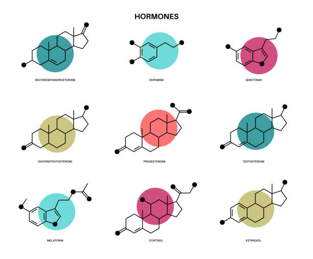 illustrazioni stock, clip art, cartoni animati e icone di tendenza di ormoni formula molecolare - estrogeno