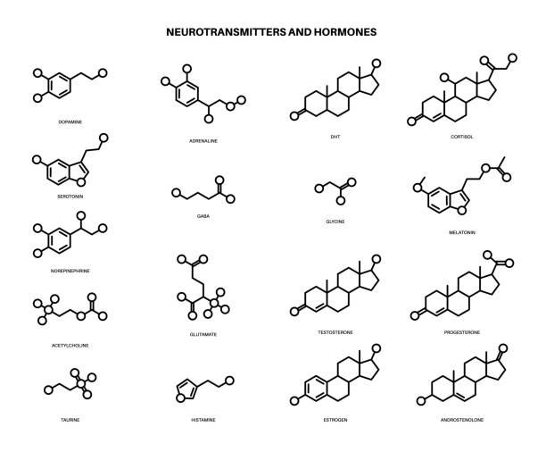 Hormones and neurotransmitters Set of chemical formulas of hormones and neurotransmitters in brain. Serotonin and dopamine icons. Physiological processes in the human body. Adrenaline and acetylcholine molecules vector illustration oestrogen formula stock illustrations