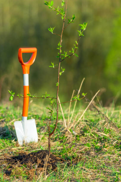 istock shovel and tree sprout spring planting in the park concept ecology, tree planting 1358867256