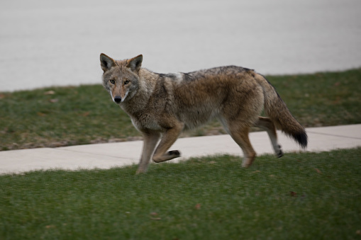 Coyote walking down sidewalk
