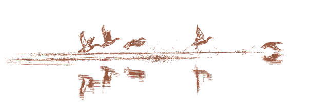 illustrations, cliparts, dessins animés et icônes de les canards décollent - wild water illustrations