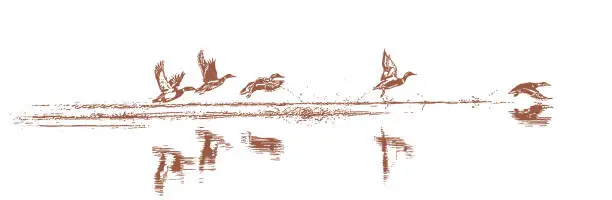 Vector illustration of Ducks taking off