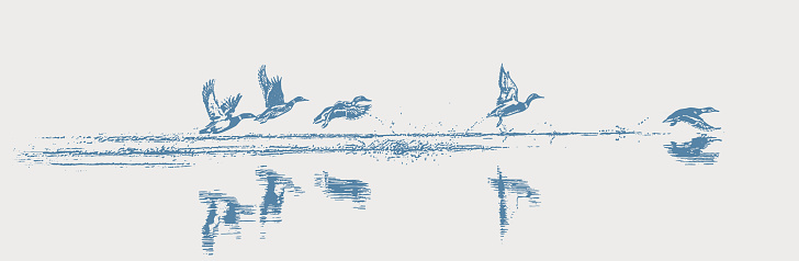 Vector illustration of Mallard Ducks taking off