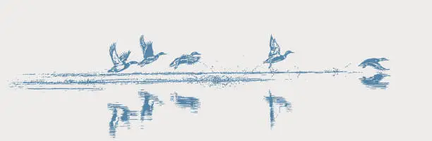Vector illustration of Ducks taking off