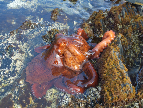 Live octopus in shallow water in the rocks