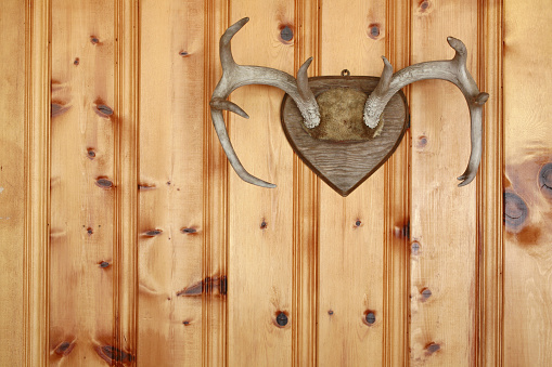 Astas de ciervo sobre paneles de madera. photo