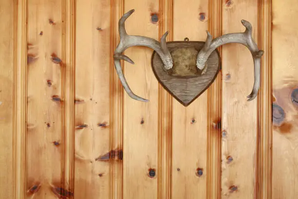 Photo of Deer antlers on wood paneling.