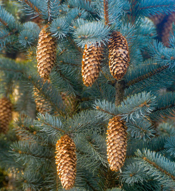 Pine cones and spruce branches Closeup image of spruce branches and pine cones picea pungens stock pictures, royalty-free photos & images
