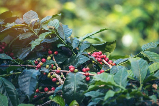 Ripe Red coffee bean berry plant fresh seed coffee tree growth in green eco organic farm. Close up red ripe seed robusta arabica berries harvest for coffee garden. Fresh coffee bean green leaf bush ripe red coffee bean berry planta de semilla fresca crecimiento de árbol de café en una granja ecológica ecológica verde. cierre la cosecha de bayas de robusta arabica de semillas maduras rojas para el jardín de café. arbusto de hoja verde de grano d