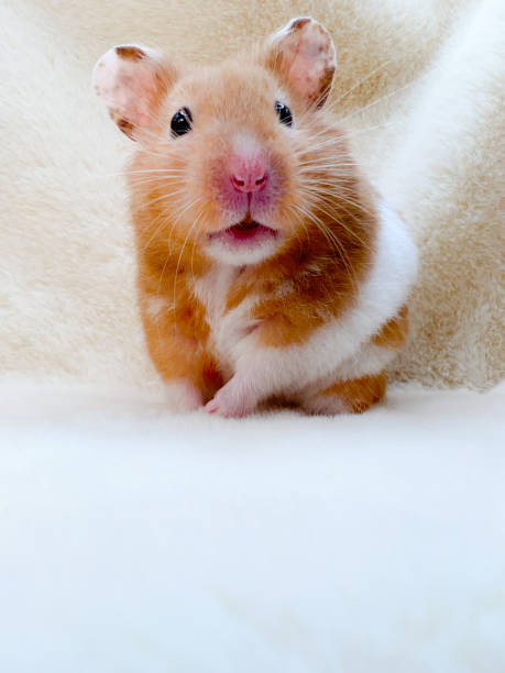 istock Cute Syrian Hamster on soft fur closeup 1358885679