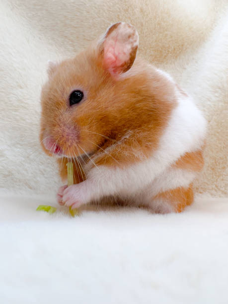 istock Cute Syrian Hamster closeup on soft fur eating a vegetable 1358885693