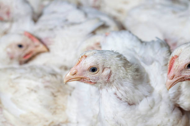 istock raising chickens in a poultry farm 1358887459