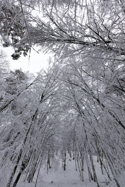istock park in the winter season 1358887516