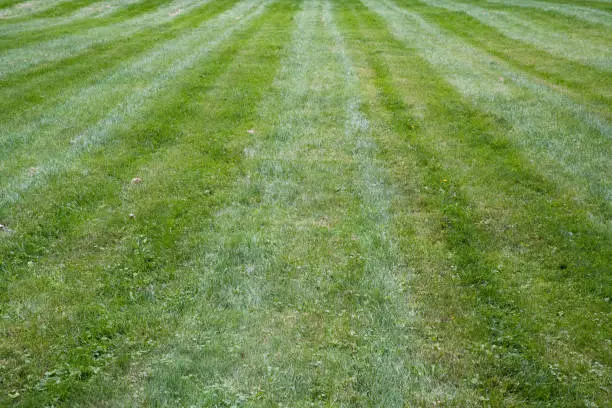 Green grass on a large lawn at the end of summer