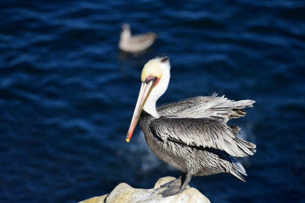 istock California Brown Pelican (Pelecanus occidentalis) 1358890490