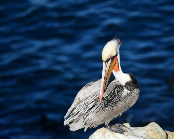 istock California Brown Pelican (Pelecanus occidentalis) 1358890494