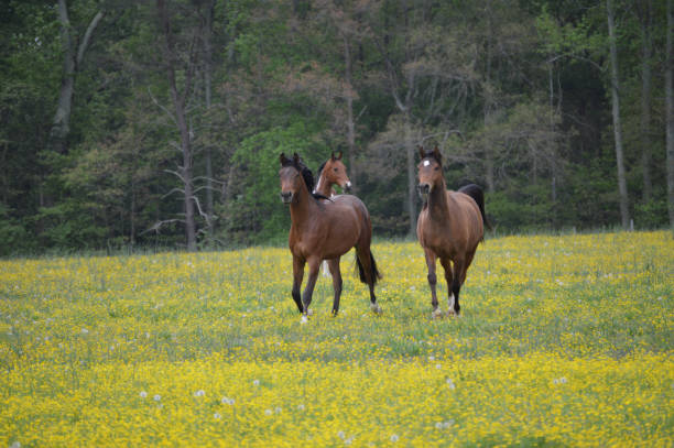 istock Brown stallions and yellow daisies 1358891305