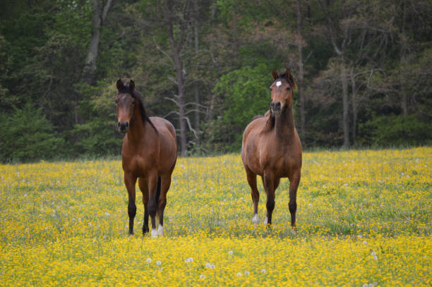 istock Brown horses and yellow daisies 1358891315