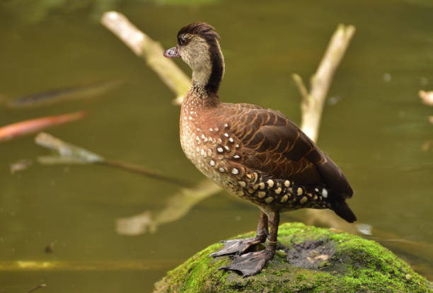 istock Dendrocygna guttata, Spotted Tree Duck 1358892086