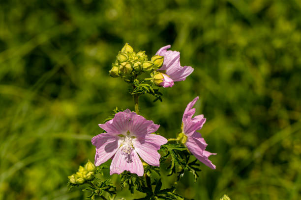 A shrubby Malva Magic Hollyhock with purple flower  in summer