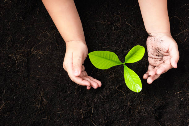 istock little seedling young tree in black soil on child's hands 1358894199