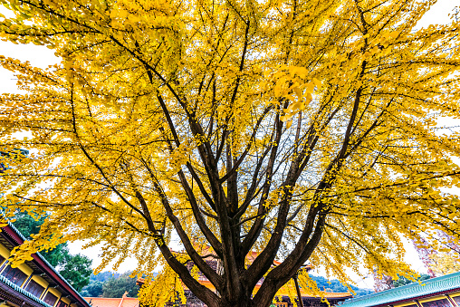 Ginkgo tree in the temple