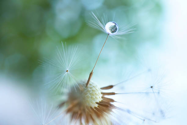 istock A gentle airy artistic image of nature. 1358901148