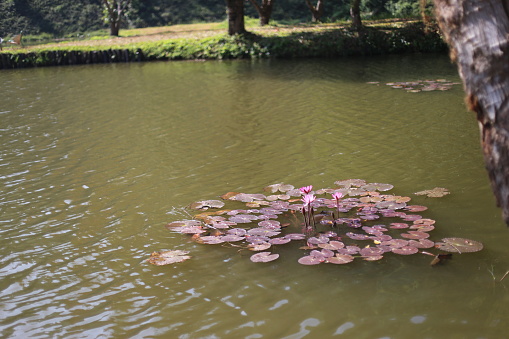 The lotus flower is in the middle of the lake reflected from the water surface.