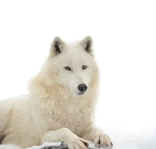 portrait of white polar wolf isolated on white background. animal shot in the wild and cut out on white background