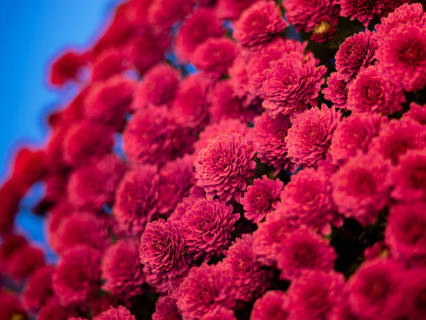 beautiful chrysanthemums on blue background