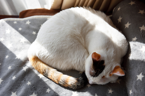 Close-up of white cat sleeping on the bed in the sunlight.