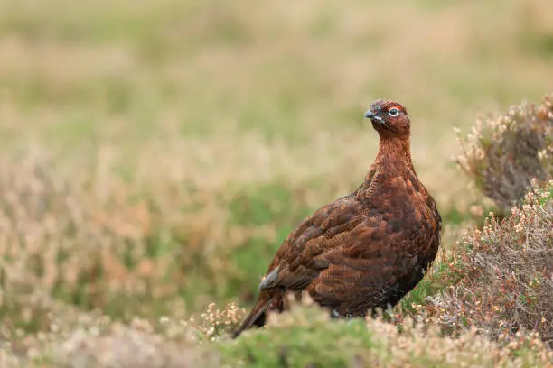 Close up of a red grouse male or cockbird in winter displaying red eyebrow and stood in natural moorland habitat.  Facing left.  Scientific name: Lagopus Lagopus.  Blurred background.  Space for copy.