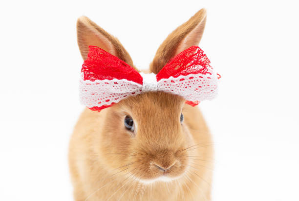 istock brown baby rabbit with a red bow on white background 1358903147