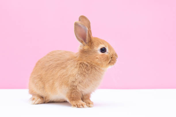 istock Cute brown baby rabbit on pink background 1358903203