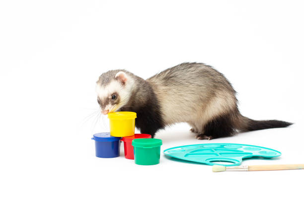 istock Ferret, 9 months old, looking away in front of white background 1358904108