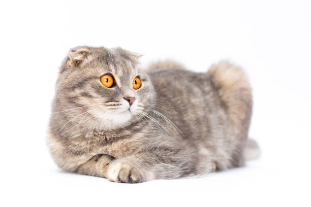 istock Grey cat breed Scottish fold, looking at the camera, sitting on a white background 1358904335