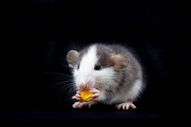 istock Decorative Dumbo rat sits and eat on black background, front view. Animal themes 1358905740