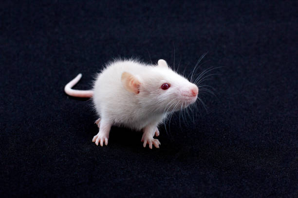 istock Decorative Dumbo rat sits on black background, front view. Animal themes 1358906309