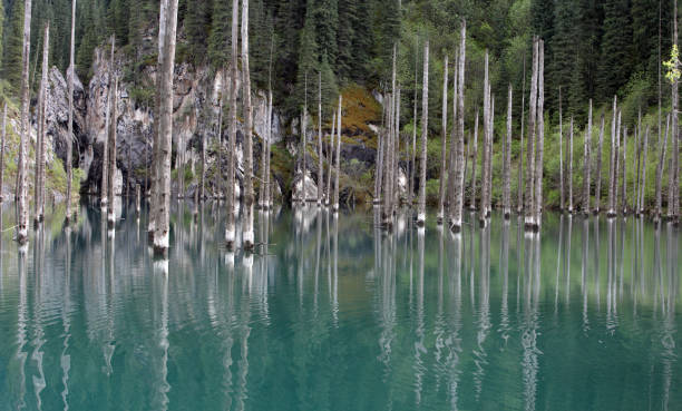 istock Trees in Kaindy Lake, Kazakhstan 1358906731